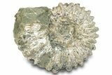 Bumpy Ammonite (Douvilleiceras) Fossil - Madagascar #277171-1